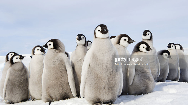 ペンギンの画像