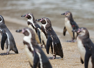 フンボルトペンギンの画像