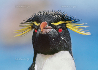 イワトビペンギンの画像