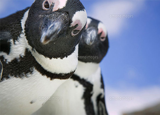 ケープペンギンの画像