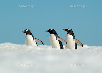 ジェンツーペンギンの画像